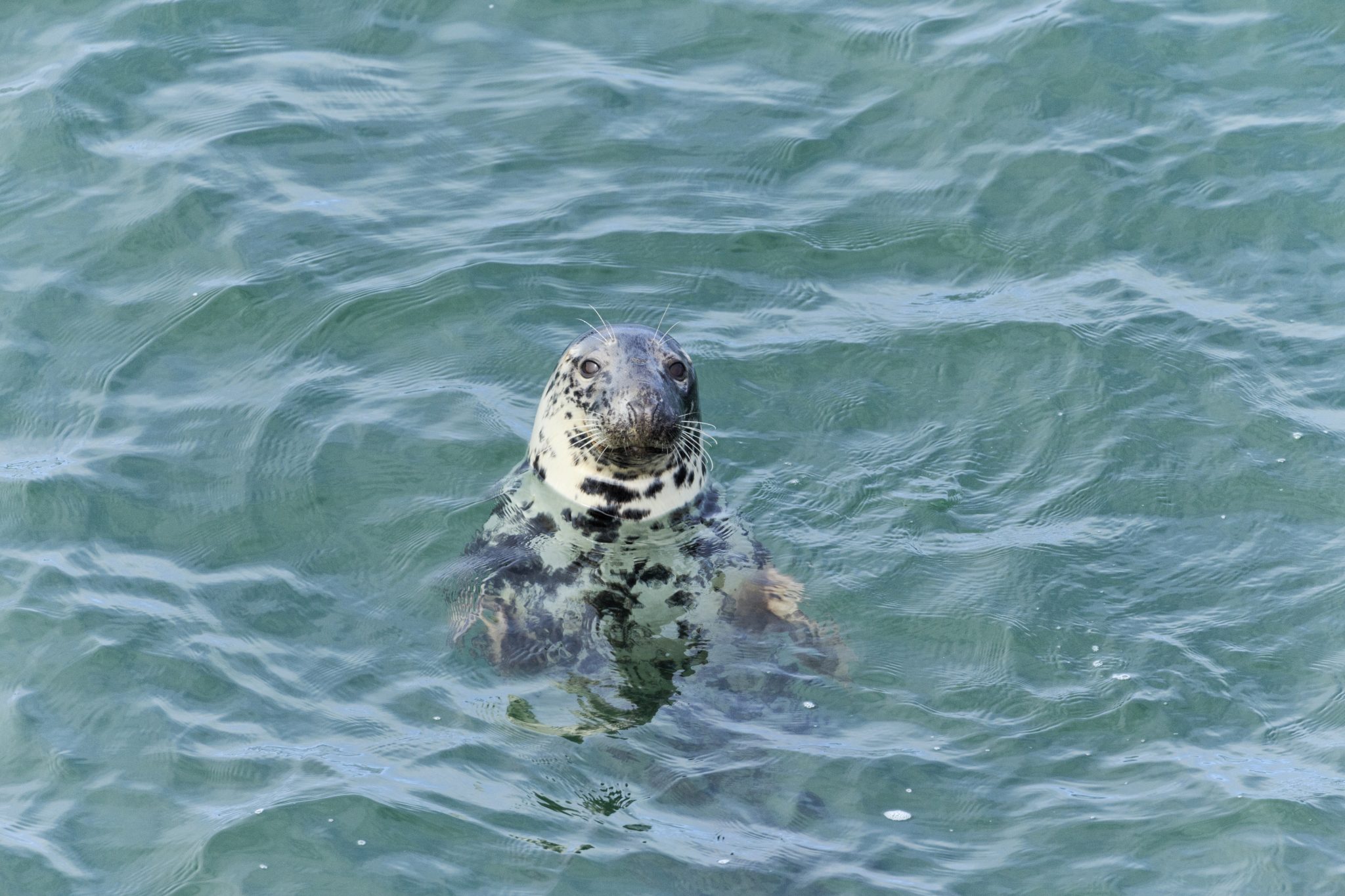 Cardigan Island Farm Park - Cardigan Bay