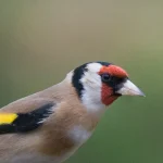 Goldfinch_27_cpt_Bob_Coyle