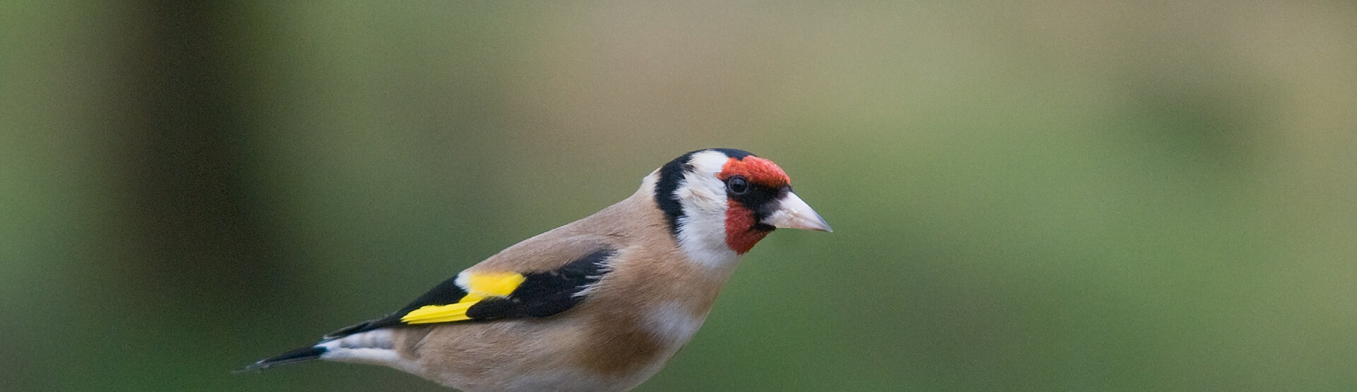 Goldfinch_27_cpt_Bob_Coyle