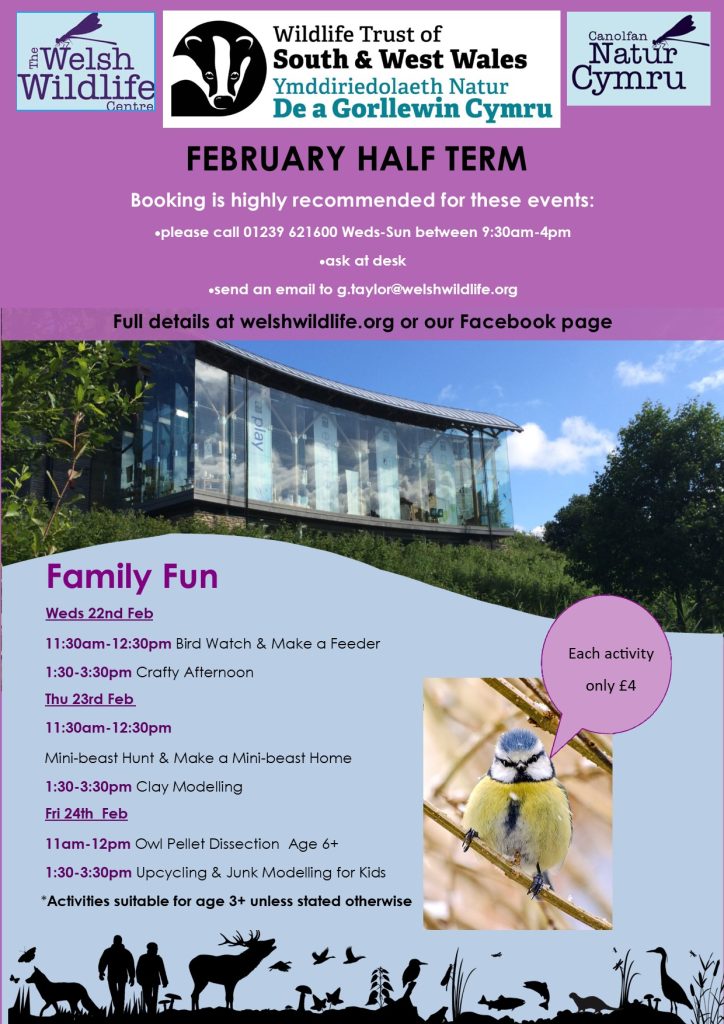 Half Term at the Welsh Wildlife Centre Whats On Cardigan Bay